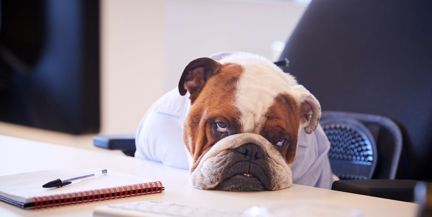 Sad looking dog resting head on desk with notepad in front of him