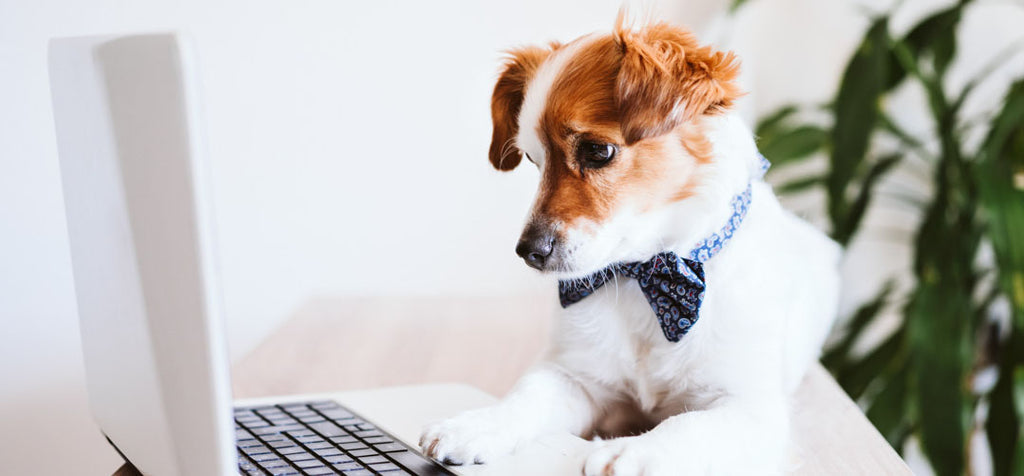 Jack Russell dog with bowtie looking at laptop screen