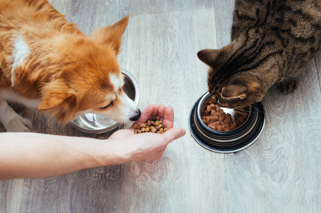 Hand feeding Corgi dog and tabby cat with food on the floor 